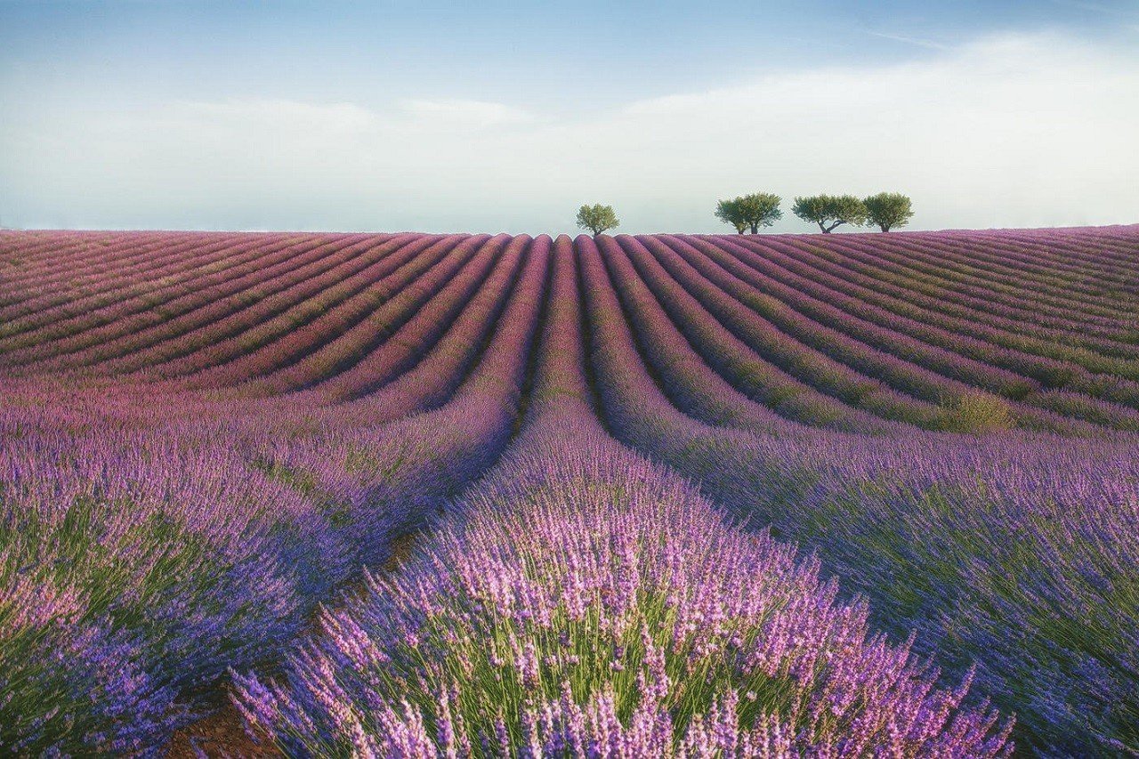 Cơ hội ngắm nhìn những cánh đồng hoa oải hương tuyệt đẹp khi du học Pháp