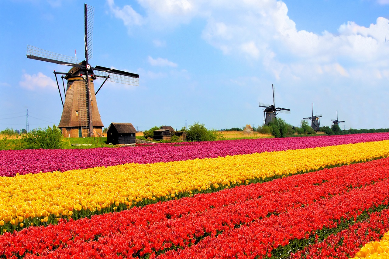 Du học Hà Lan để trải nghiệm môi trường sống tuyệt vời