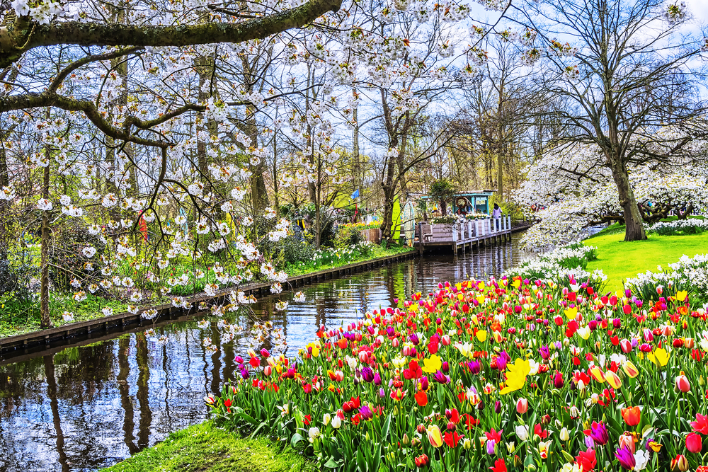 Vườn hoa Keuhenhof nổi tiếng của Hà Lan