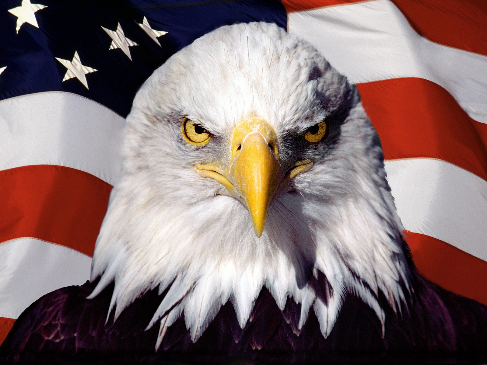 Biểu tượng quốc gia của Hoa Kỳ là một trong những điều đầy ý nghĩa và đặc biệt. Đó là niềm tự hào của người Mỹ và được tung hoành trên khắp nơi trên thế giới. Toidi.net cung cấp những bức ảnh đẹp về biểu tượng quốc gia của Hoa Kỳ để bạn có thể khám phá điều đặc biệt này.