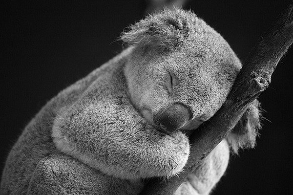 Ngoài kangaroo thì gấu Koala là động vật được xem là biểu tượng của Úc