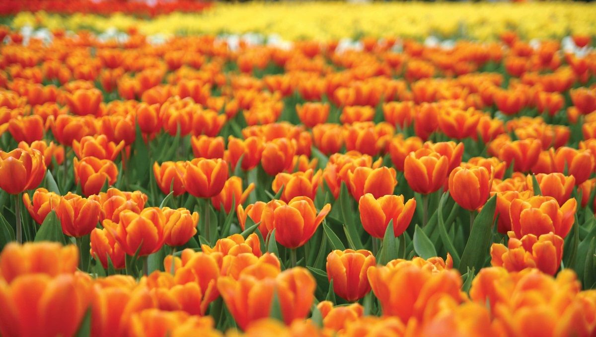 16-04-20-tin-vui-gia-han-nop-don-hoc-bong-du-hoc-ha-lan-orange-tulip-2020