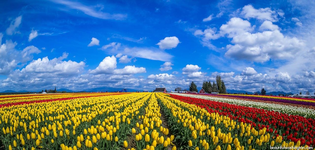 Hà Lan là nhà cung cấp hoa và hạt giống hàng đầu thế giới