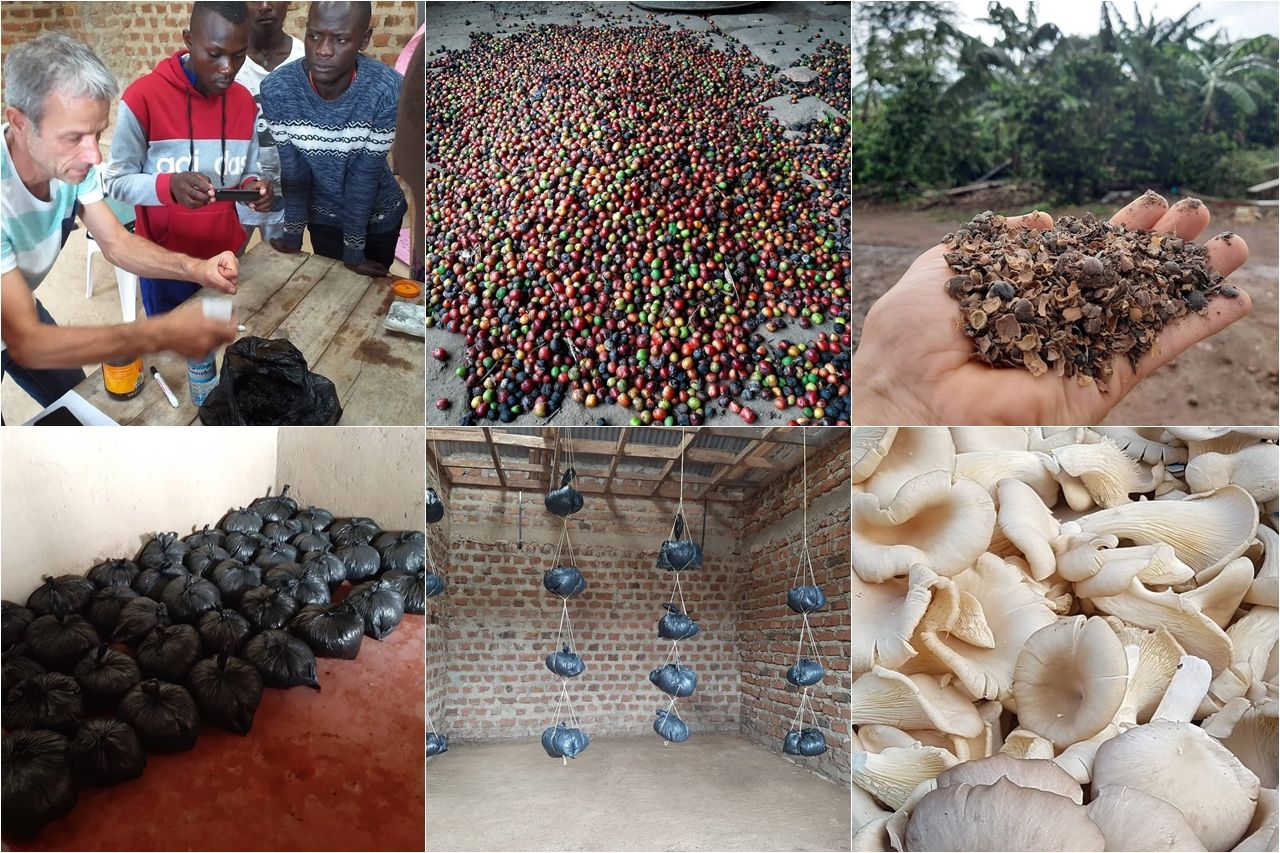 Michel còn hướng dẫn cho nông dân ở Masaka (Uganda) trồng nấm từ giá thể cà phê 