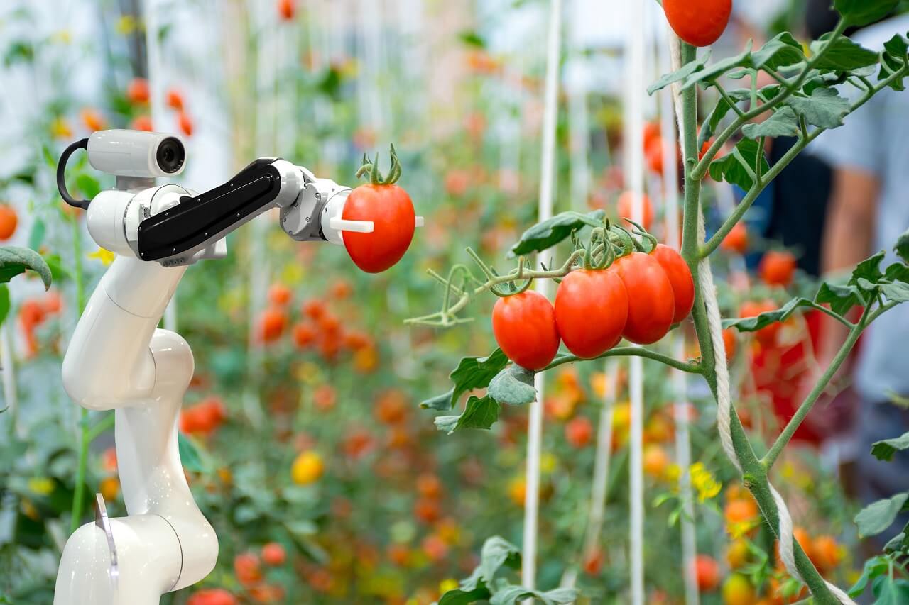 Tại Hà Lan, bạn học làm nông nghiệp với công nghệ hiện đại và tư duy kinh doanh bền vững