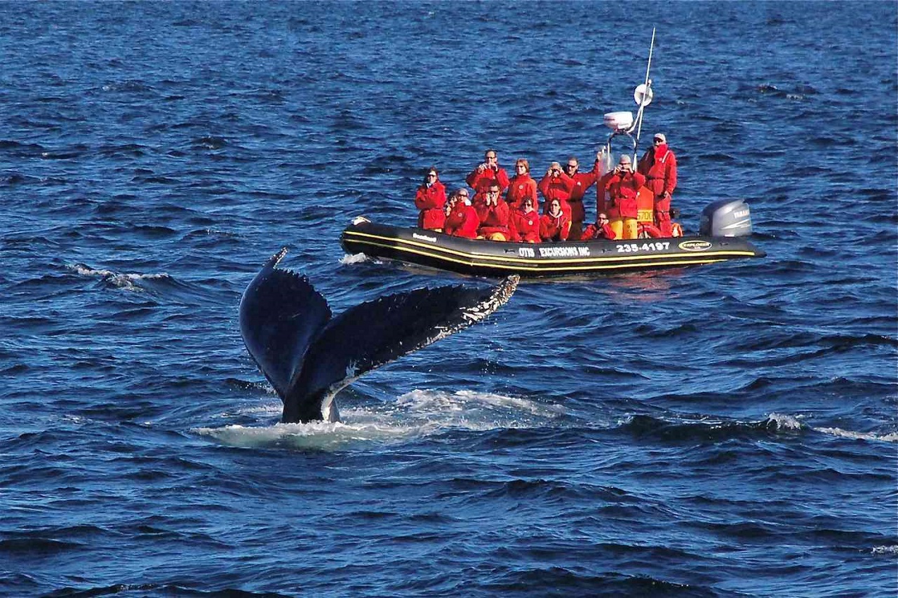 Ngắm cá voi ở Canada
