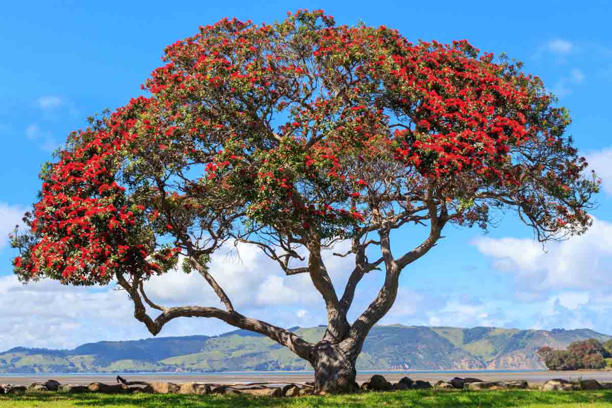 Pohutukawa