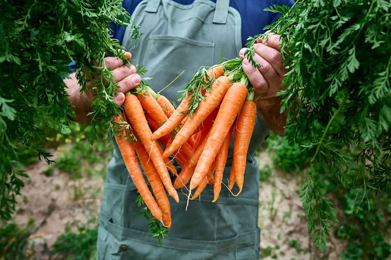 Orange Carrots