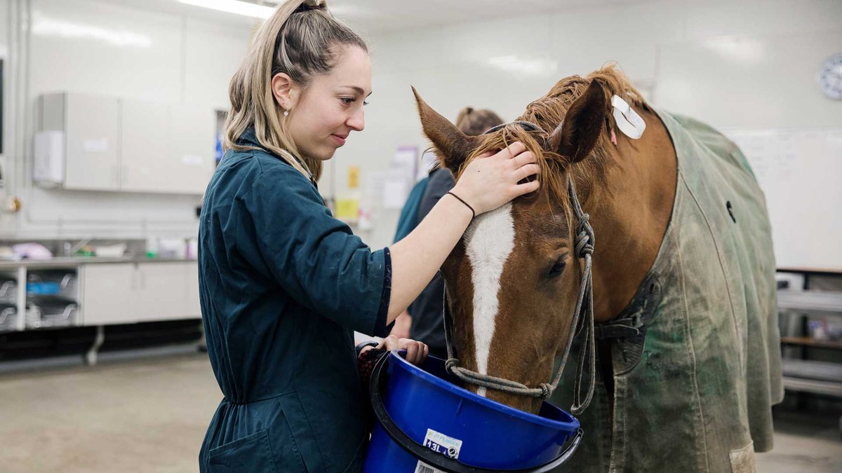 Du học New Zealand bậc đại học ngành Thú y